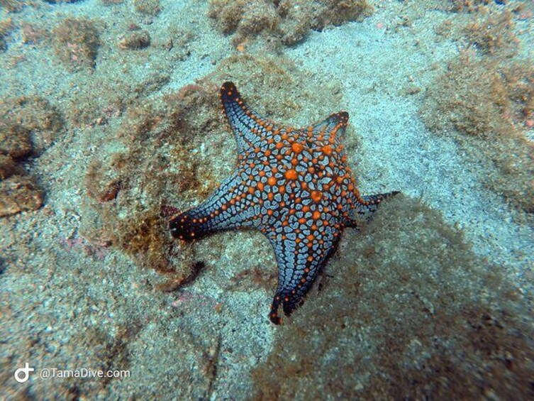 Star fish