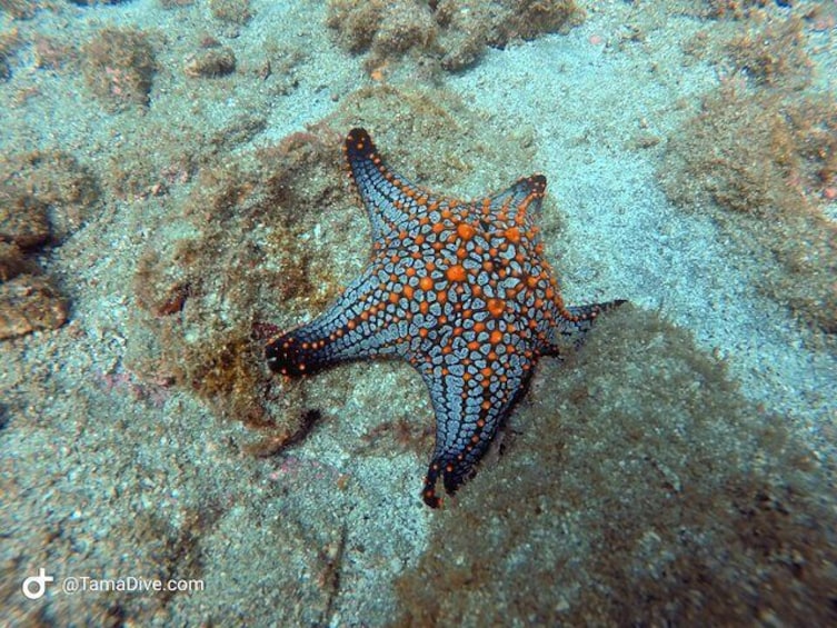 Star fish