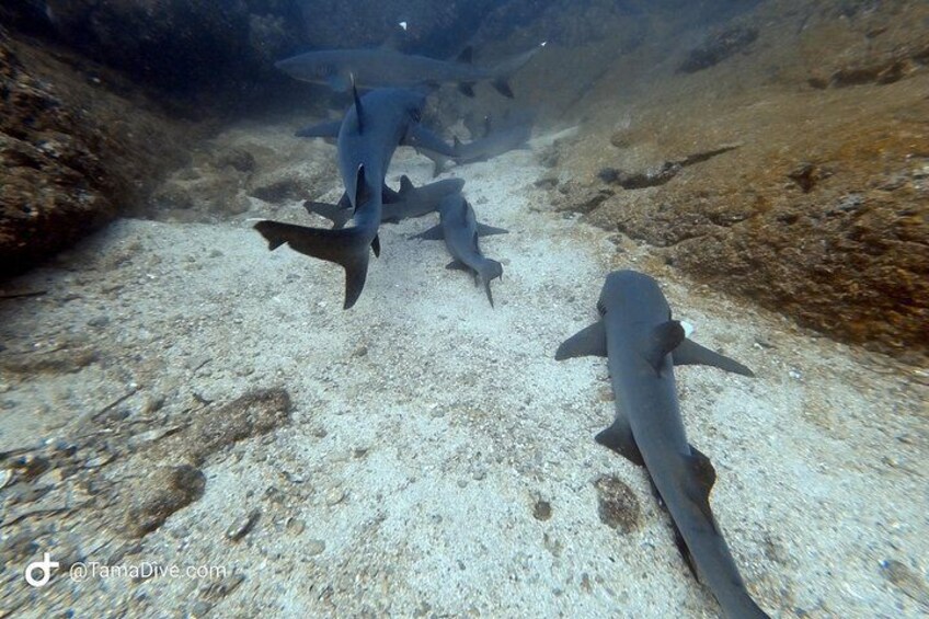 White tip reef sharks