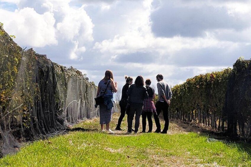 Vineyard tasting
