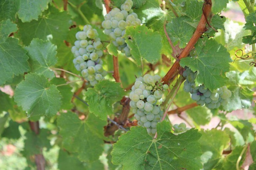 wine grapes 