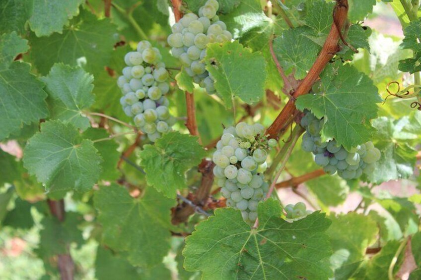 wine grapes