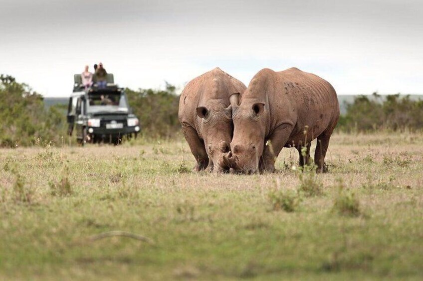 Rhinos at Solio conservancy