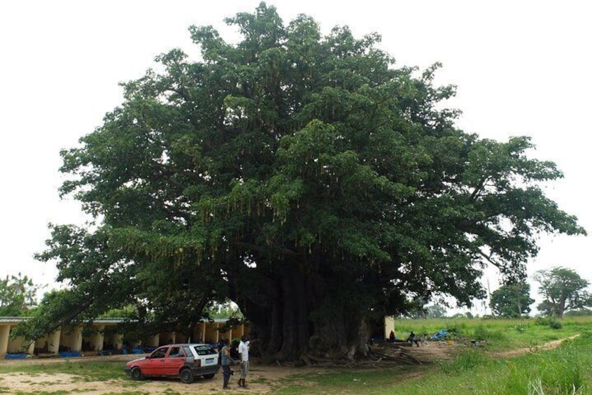 The famous sacred baobab