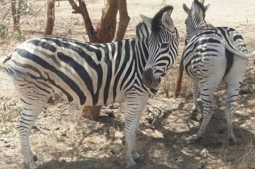 Zebra