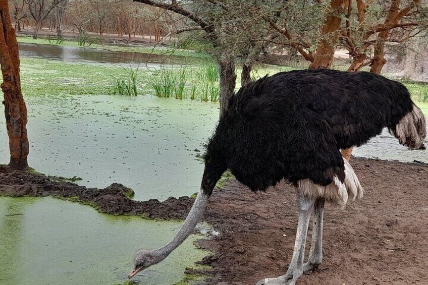 ostrich