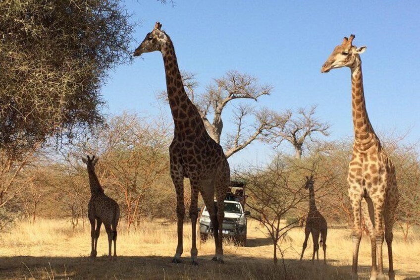 A flock of giraffe