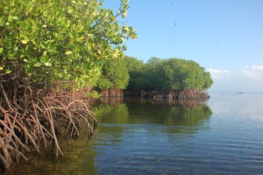 mangrove forest