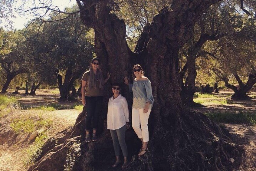 Olive Oil Tour and Visit to Belchite Old Town