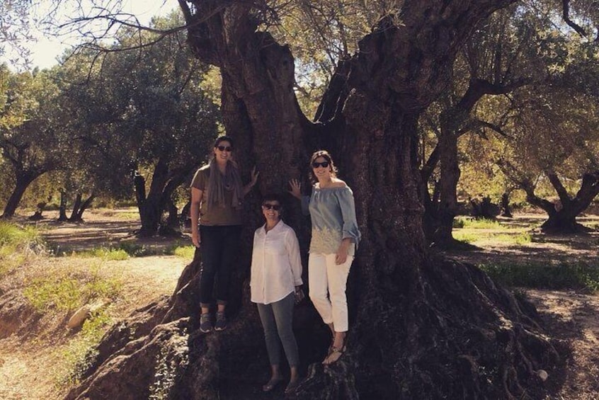 Olive Oil Tour and Visit to Belchite Old Town