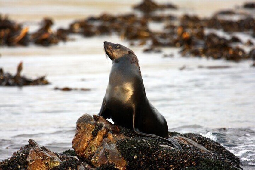 Big 5 Sea Safari in Walker Bay from Gansbaai