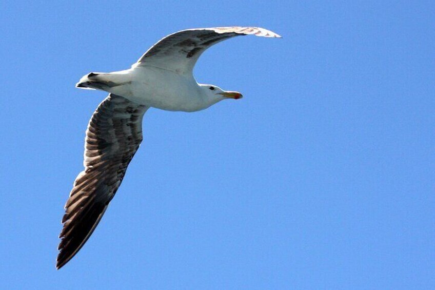 Big 5 Sea Safari in Walker Bay from Gansbaai