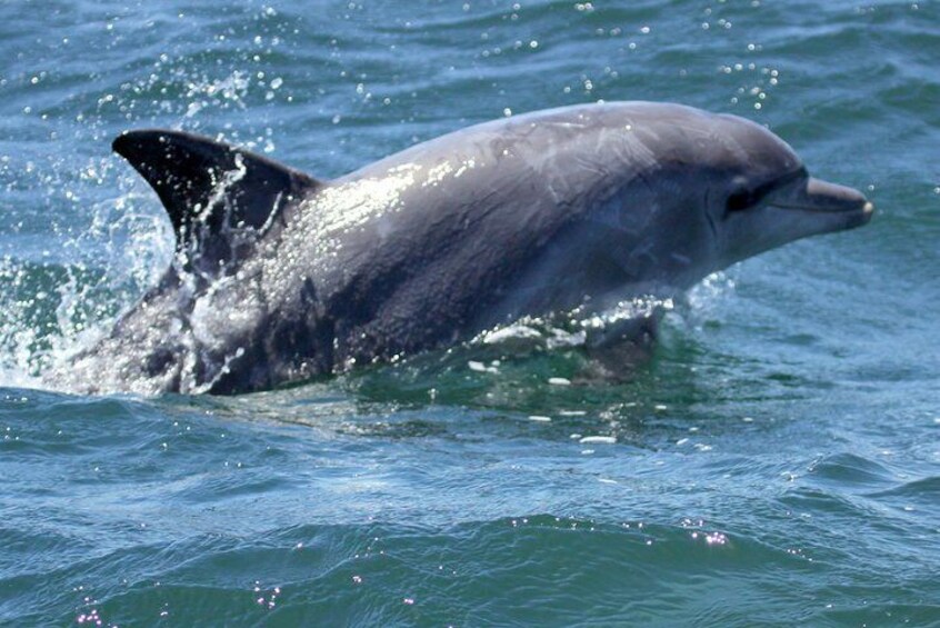 Big 5 Sea Safari in Walker Bay from Gansbaai