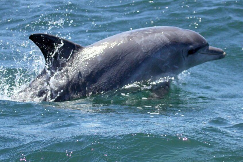 Big 5 Sea Safari in Walker Bay from Gansbaai