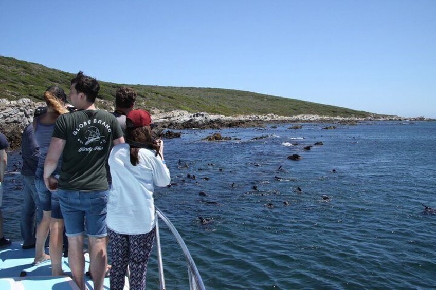 Big 5 Sea Safari in Walker Bay from Gansbaai