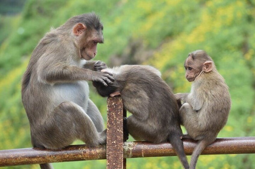 Monkey in Lonavala