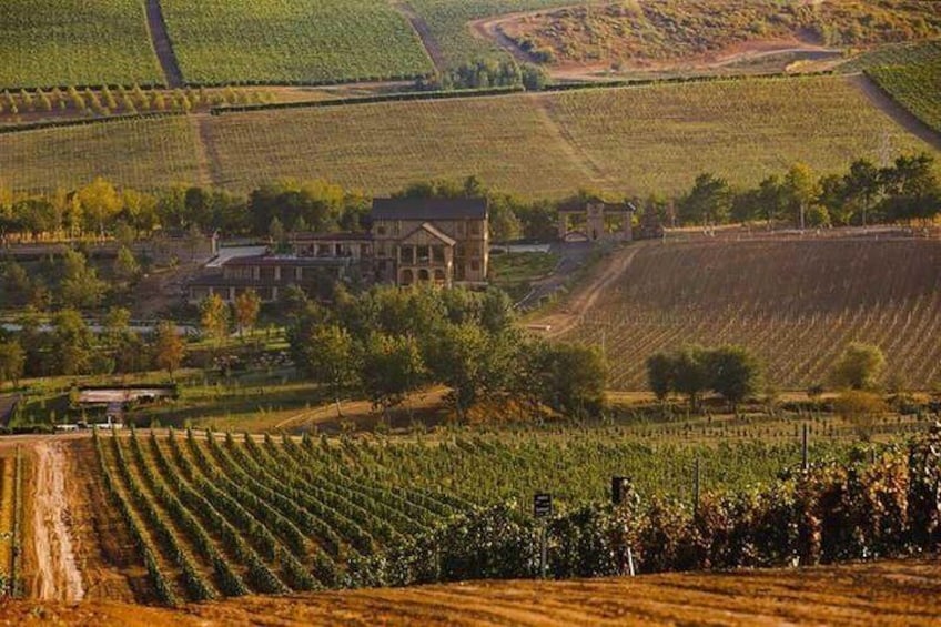 Shirvan vineyards