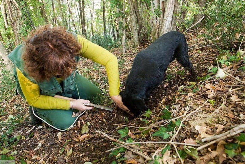 Truffle hunting Tour- Exclusive from Rijeka! (Top Seller)