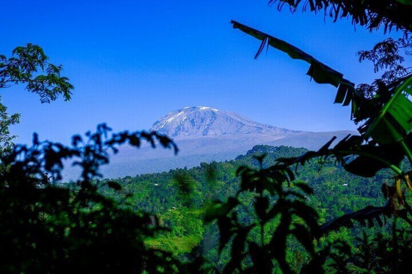 Materuni waterfalls, Kilimanjaro coffee & Maasai village visit 