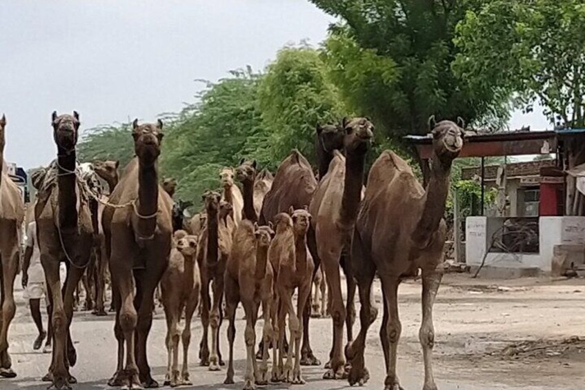 Private Jodhpur Blue City Tour with Hotel Pickup and Drop-off