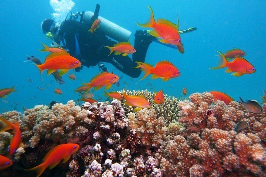 Tiran Island Full Day Sea Cruise with Snorkeling and Diving with Lunch and More