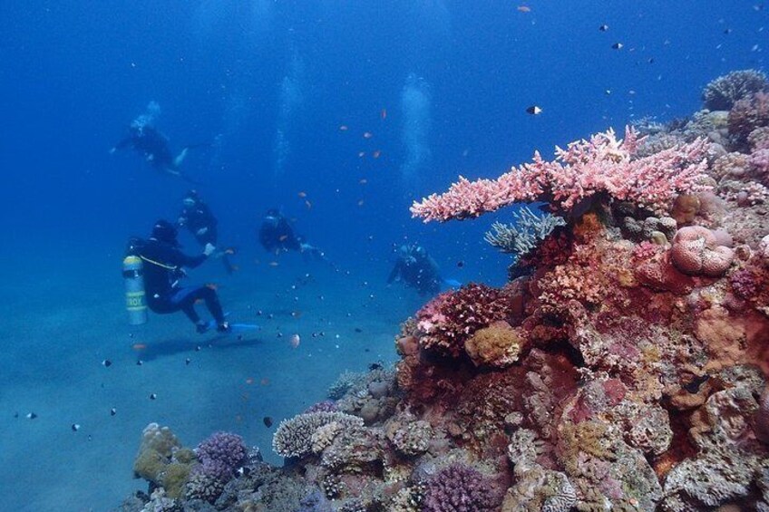 Tiran Island Full Day Sea Cruise with Snorkeling and Diving with Lunch and More