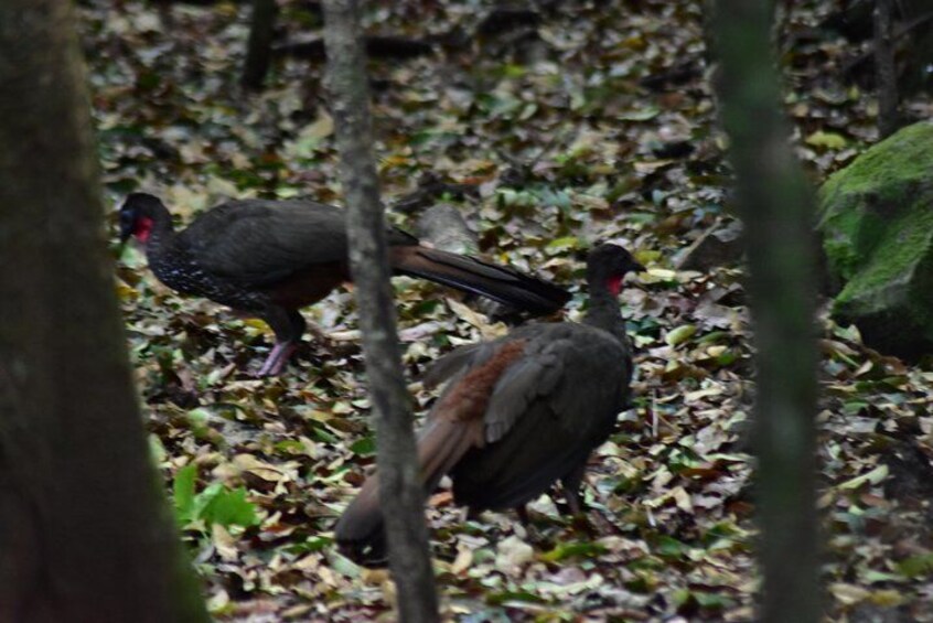 Crested Guans @ Rincon de la Vieja