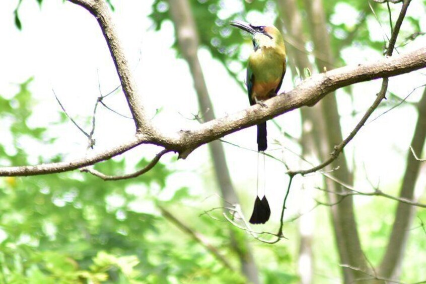 Turquoise Browed Motmot