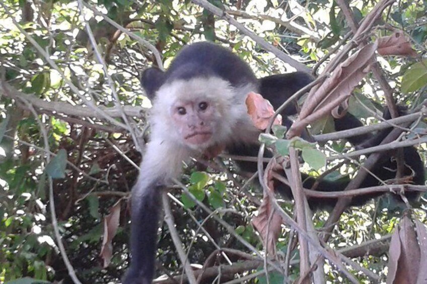 White face Capuchin Monkey