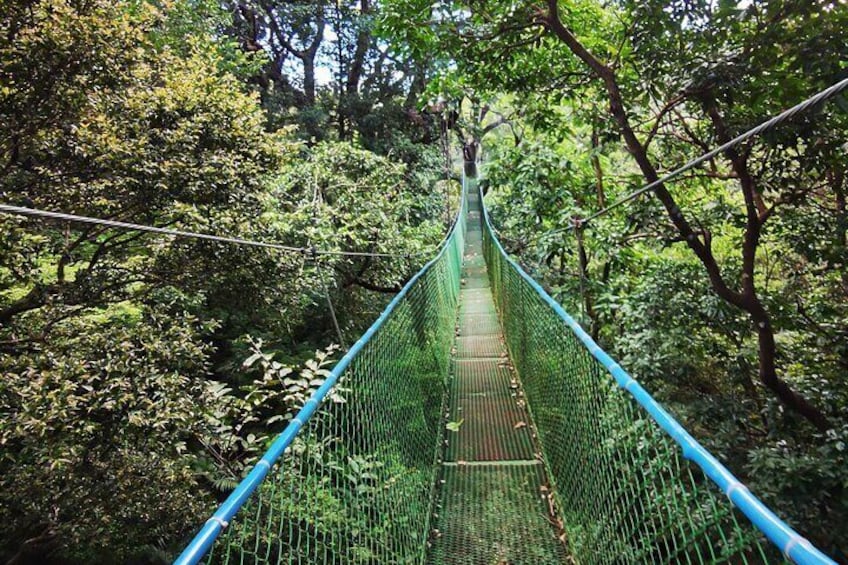 Hanging Bridge 