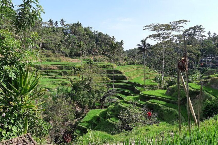 Ubud Tour, Monkey Forest, Swing, Water Temple and Waterfall