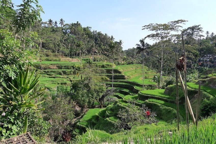 Ubud Tour, Monkey Forest, Swing, Water Temple and Waterfall