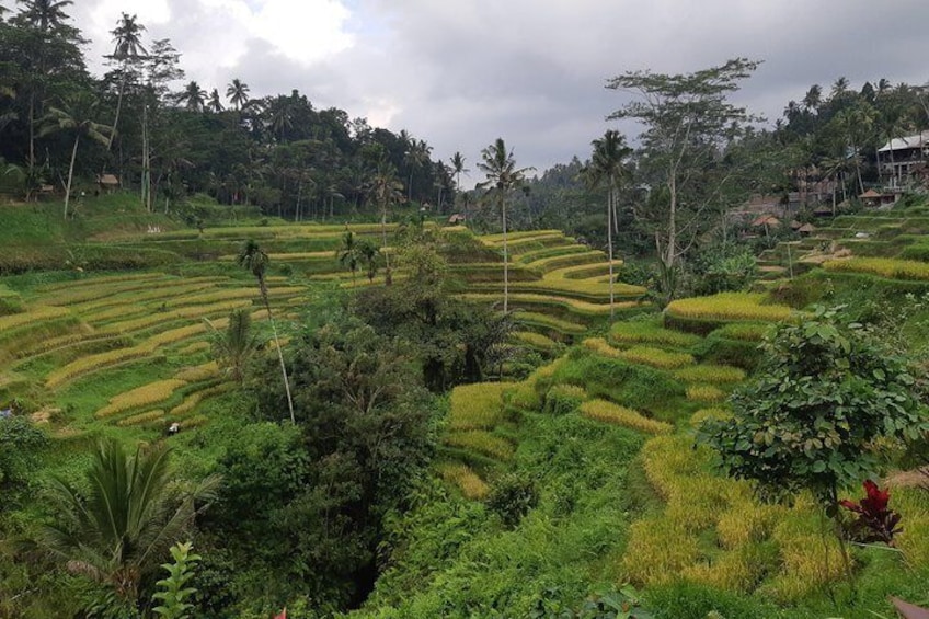 Ubud Tour, Monkey Forest, Swing, Water Temple and Waterfall