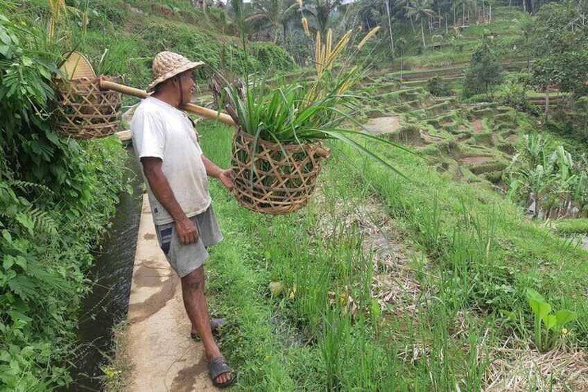 Ubud Tour, Monkey Forest, Swing, Water Temple and Waterfall