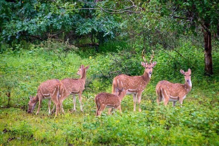 Yala National Park Private Safari trip from Galle/Unawatuna/Mirissa