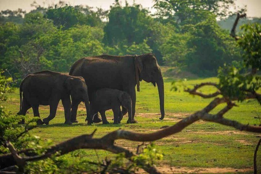 Yala National Park Private Safari trip from Galle/Unawatuna/Mirissa