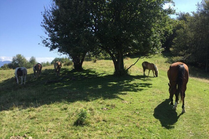 Lake Como trekking private guided tour