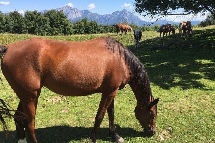 Lake Como trekking private guided tour