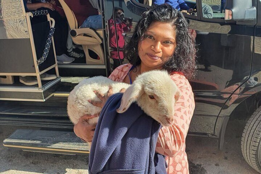 Sheep of Bethlehem - Shepherds Field of Beit Sahour Trip Guided Tour