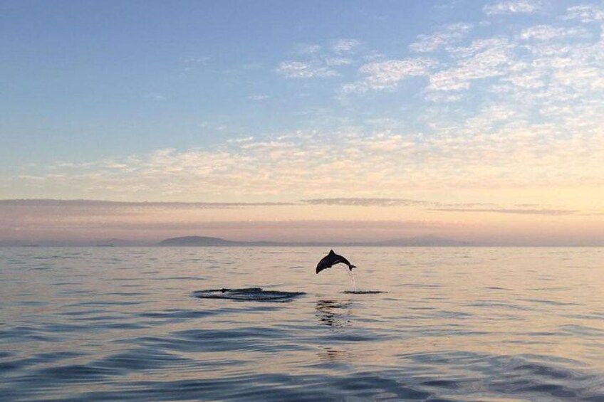 Heavyside Dolphins