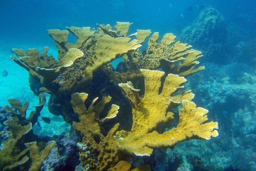 Key Largo Snorkeling Tour - rental mask, fins and vest INCLUDED