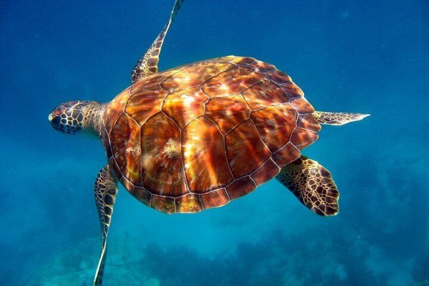 Key Largo Snorkeling Tour - rental mask, fins and vest INCLUDED