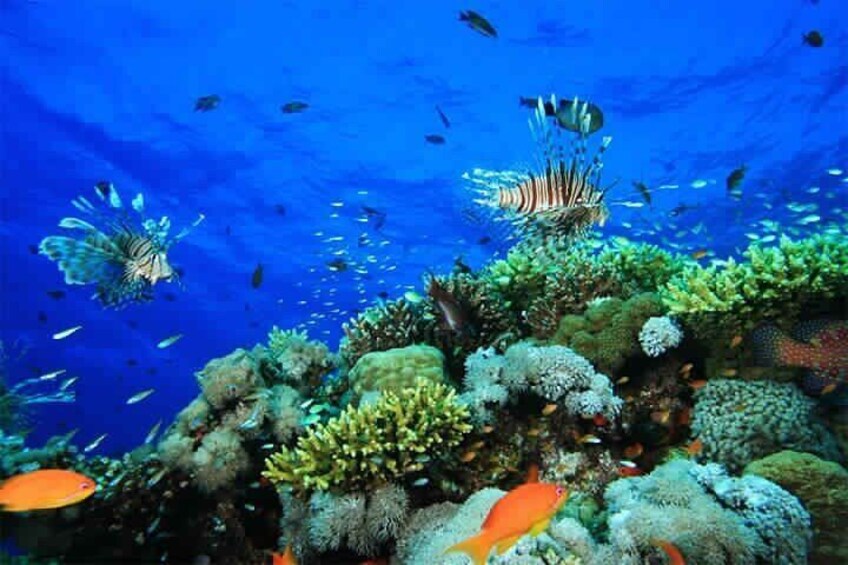 Blue Hole and 3 Pools Snorkel with Lunch from Dahab
