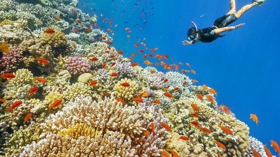 Ras Abu Gallum & Blue Hole Snorkel Safari by Jeep and camel