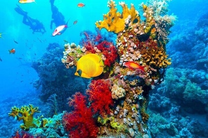 Ras Mohammed Diving Day Trip from Sharm el-Sheikh
