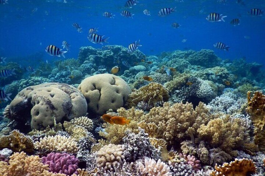 Blue Hole Snorkeling with lunch from Dahab