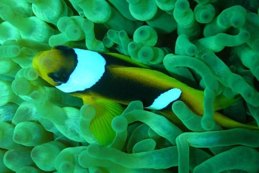 Blue Hole - Abu Galum -Blue Lagoon Snorkeling Trip From Dahab