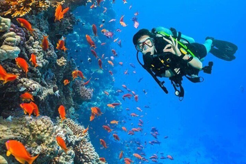 Discover Scuba Diving In Dahab