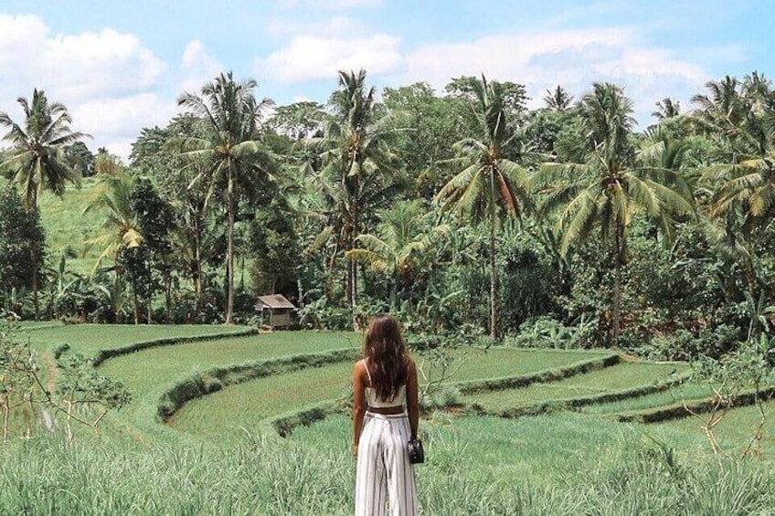 Blue Lagoon Snorkeling - Jungle Swing - Ubud - All Included + FREE Wi-Fi