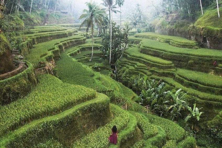 Bali Instagram SightsTour